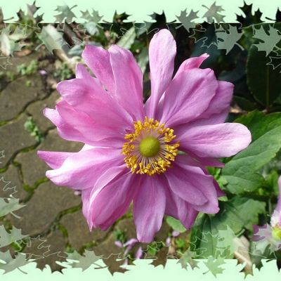 Fleurs novembre 2015