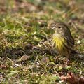 Serin cini : Serinus serinus