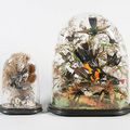 Taxidermy: A group of exotic birds