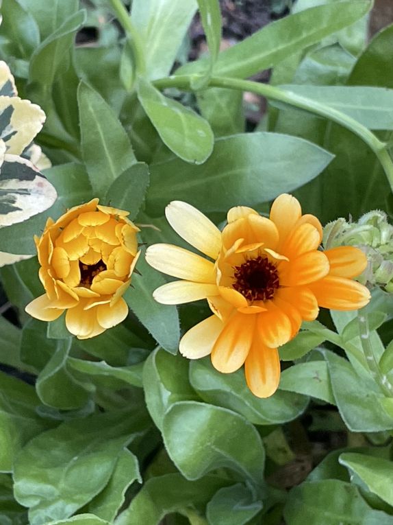 Mardi 04 novembre 2025: mes photos datent d'hier, les oiseaux avant la tonte , Dernière tonte , les fleurs bravent novembre, pause et silence contemplatif , les nuages pardessus le toit de ma cabane de jardin , mon diapo s'en suit ...