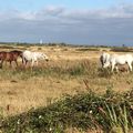 « Le cheval nous apprend ce qu'est la domination de soi »Pam Brown