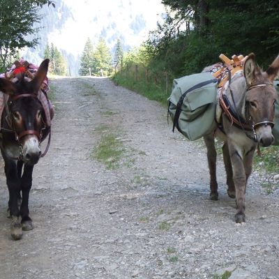 sortie avec les ânes