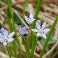 Tractema umbellata (Ramond) Speta, 1998