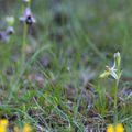 A la découverte des orchidées de la Drôme : l'Ophrys de la Drôme hypochrome