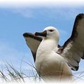 L’Albatros a dansé pour le Poète