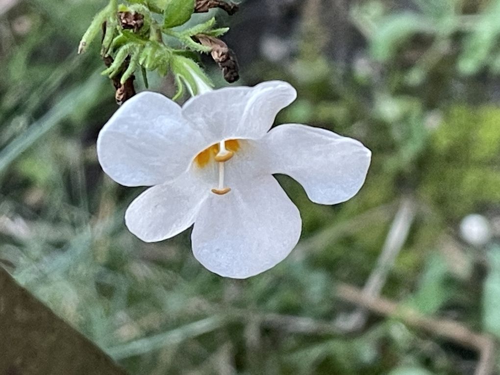 Mercredi 29 oct 2025 : hier j'étais dans les Combrailles , sur mes pas dans la commune de Manzat et environs  mon diapo s'en suit  et sur la fin retour @ la maison 🏡 
