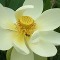  La Fleur de Lotus est un des symboles les plus anciens et aspire à la plus grande pureté.