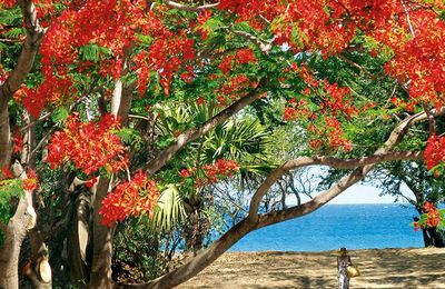 Bonjour à toutes et tous de l'Île de la Réunion
