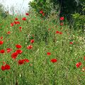 Gentil coquelicot Mesdames, gentil coquelicot Messieurs ...