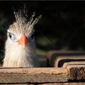 Portraits d'oiseaux (4)