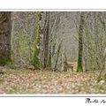 Rencontre dans les bois