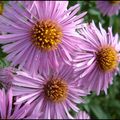 Aster