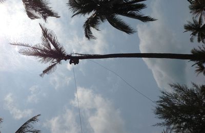 Quand on a soif on s'arrête au bord de la route et les singes vont chercher des noix de coco