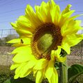 LES TOURNESOLS DE MON JARDIN