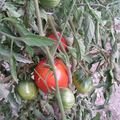 tomate - Pour un bonne masque mine : Découpez une