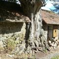 Le vieux chêne dans la grange