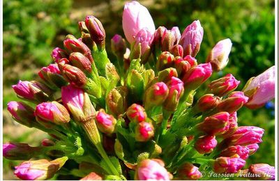 Les premiers bourgeons du jardin