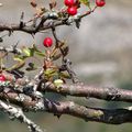 Sur sa branche, une fleur se croit toujours immortelle, même fanée. Comme nous. P. Karch