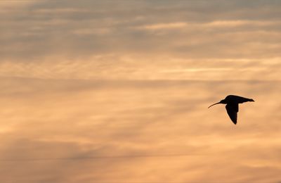 Oiseaux liberté.