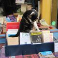 Un chat et des livres (suite)