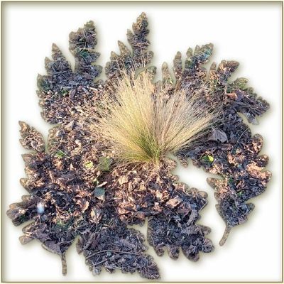 * La plante cheveux d'ange