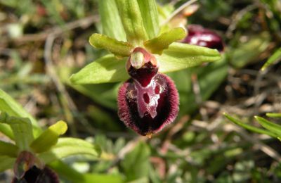 les orchidées du Larzac