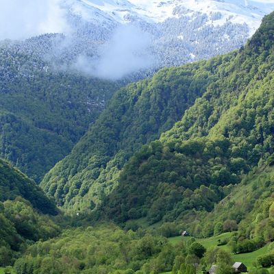 Profitez des plans de la pépinière !