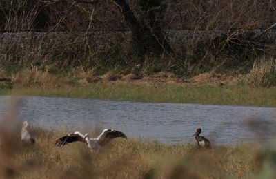 Sortie dans les marais 17 : la cigogne noire.