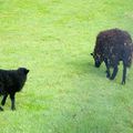 petits moutons noirs