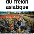 Frelon asiatique et frelon oriental