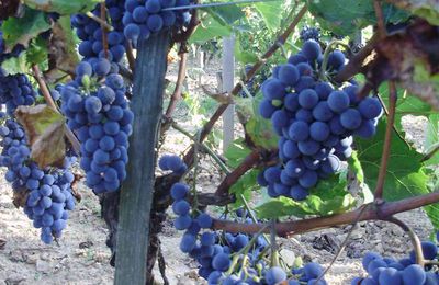 Vendanges chez Ricquet !