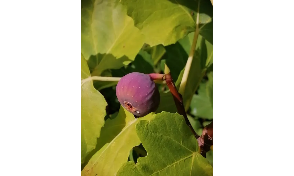 Les Mercredis Gourmands # A la figue