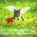 I BELIEVE I CAN FLY PETIT CHATON