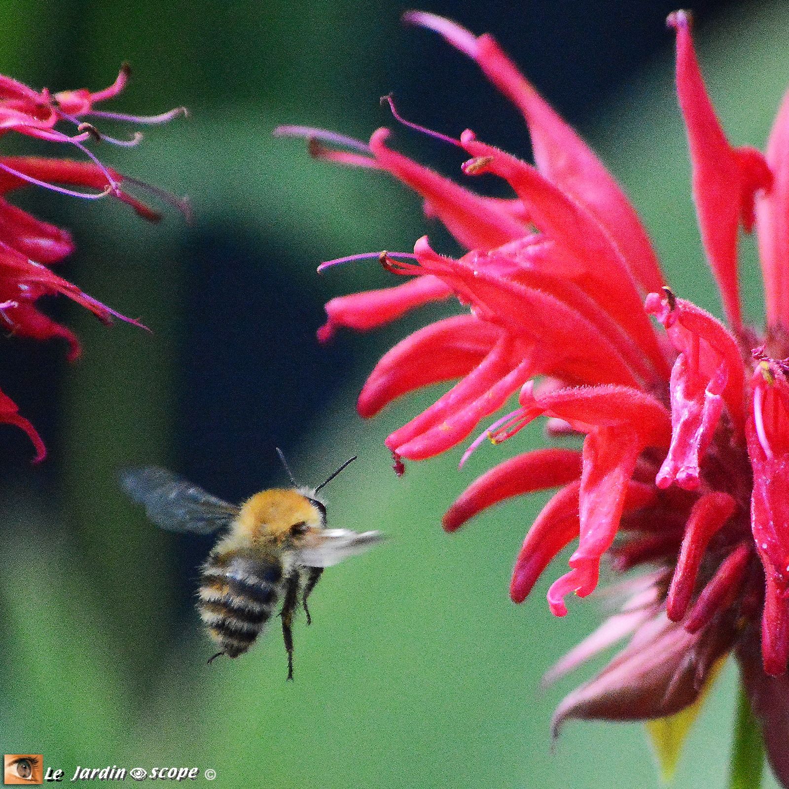 Monarde x hybrida Gardenview Scarlet 