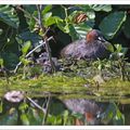 Famille Castagneux (2)