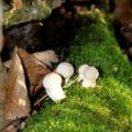 SAISON DES CHAMPIGNONS