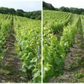 Et les vignes ?