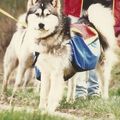 MALAMUTE D'ALASKA avec sacoche canine