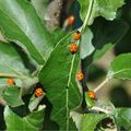 Quand on n'use pas de pesticides c'est bonheur de voir les pommiers, envahis de pucerons lundi, couverts vendredi de coccinelles