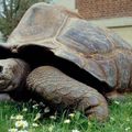 Mort de Kiki, tortue géante de 146 ans 04.12.09 |