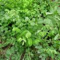 PIMPRENELLE Sanguisorba minor, coté jardin