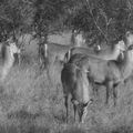 Safaris photos : essais en NB