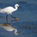 Aigrette garzette