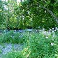 Arbois et sa rivière cuisance