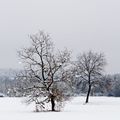 L'arbre sous la neige