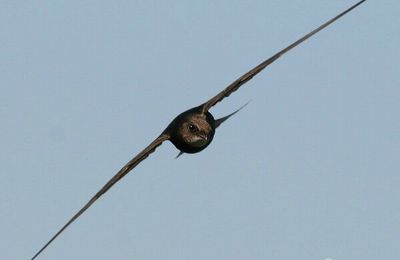 Conférences sur le Martinet noir (mai-juin 2014)