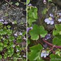 Cymbalaire (Scrophulariacées)