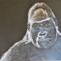 Gorille plaine de l'Ouest