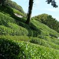 Etretat, côté jardin