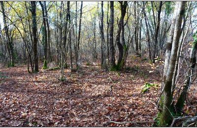 SAINT-MÉDARD-EN-JALLES (Gironde), 14 novembre